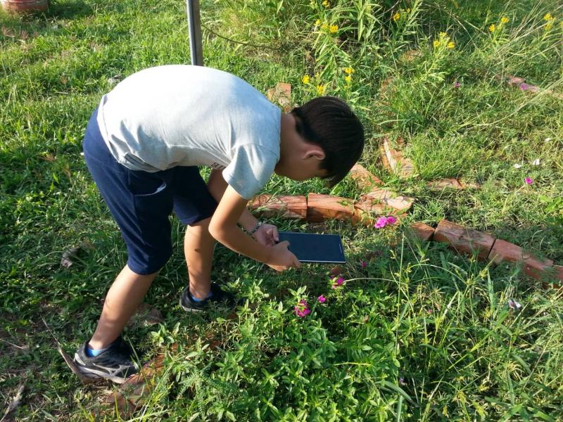 學生運用平板電腦實地拍攝校園蜜源植物(松葉牡丹).