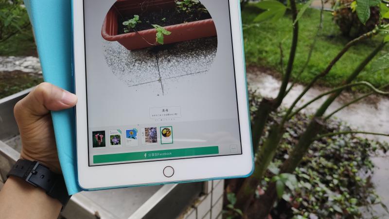 在我們完全不知道花名時，提供我們辨識建議。
ipad的「形色」可以辨識的花草非常多