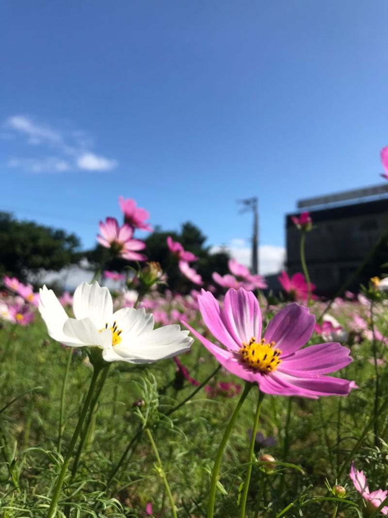 沙崙之美-學校旁的花海