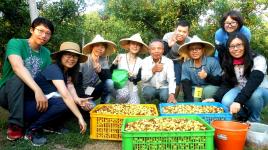 志工為棗農摘採滿滿三籃的紅棗