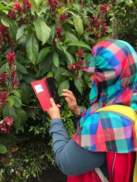 學員使用手機來辨別花種