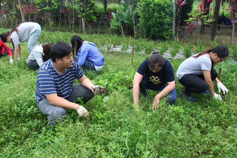 民眾體驗採收菾菜根
