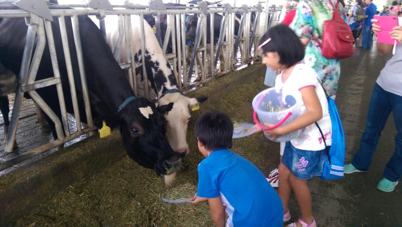 孩童幫乳牛餵食-林鳳營牧場