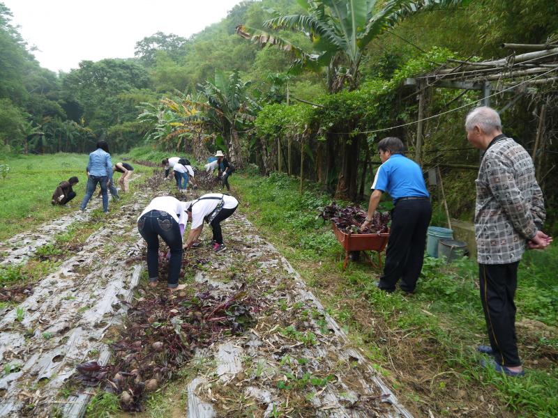 眾人體驗採收菾菜根