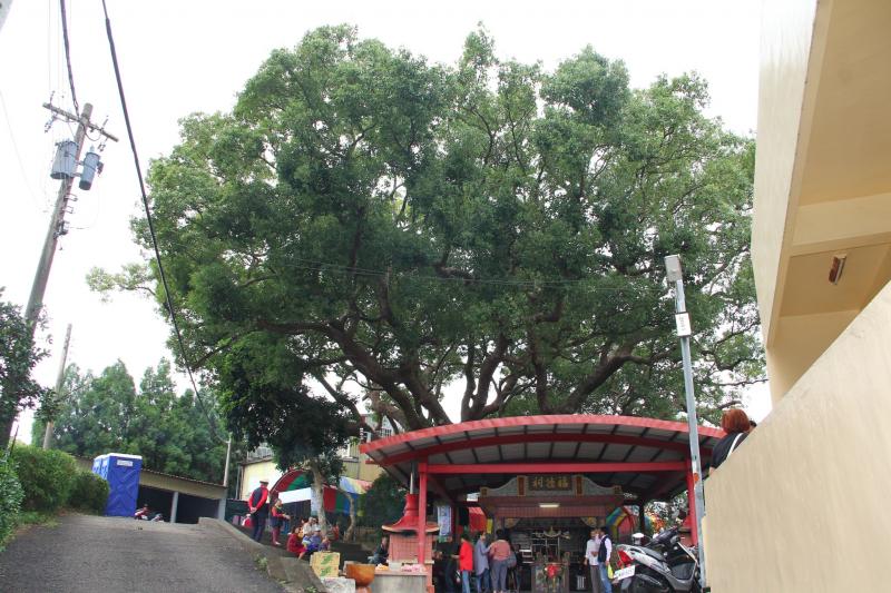 百年樟樹下文化季活動-封面照