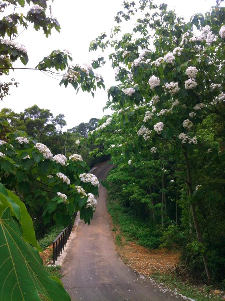 一路上油桐花綻放