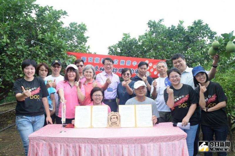 麻豆文旦果樹認購　共享採收樂趣-封面照