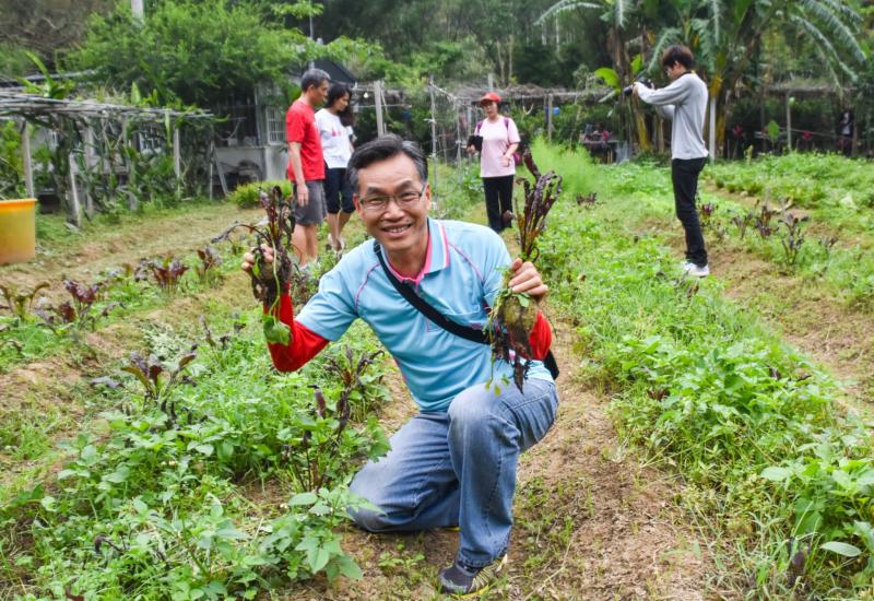 菾菜根樂活養生營採收體驗