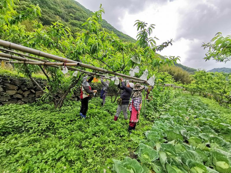 馬里光部落婦女為五月桃進行套袋