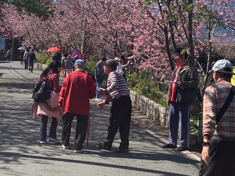 來自全省遊客湧入桐林社區參觀櫻花季活動