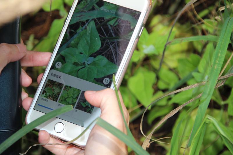 學員利用手機「 Google Lens 」進行植物辨識。