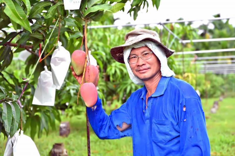 楊敏志的水之武芒果園， 佔地八分的農園裡，不僅限於夏雪和蜜雪，他不斷嘗試種植其他品種，包括緬甸的聖德龍芒果，被譽為“一顆鑽”的珍稀品種。