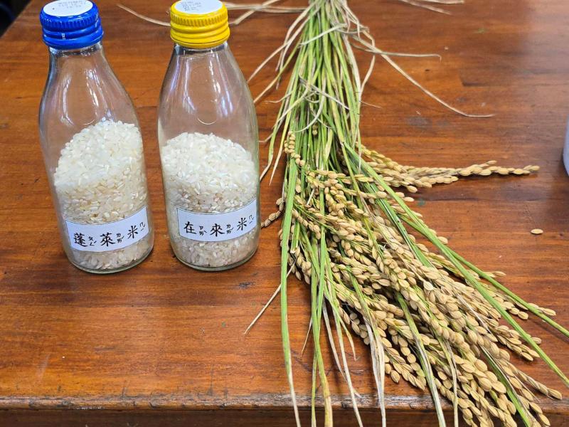 分辨米的種類.蓬萊米和在來米