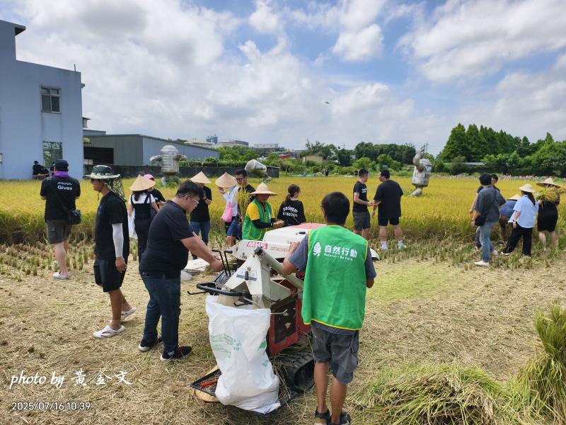 親自下田去體驗割稻子