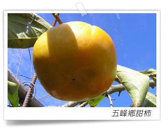 五峰鄉的農特產業-封面照
