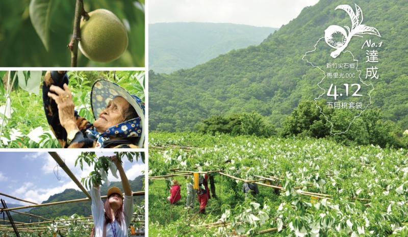 迎向陽光守護希望幼果　馬里光五月桃套袋勞作《DOC 志工小旅行》電子報