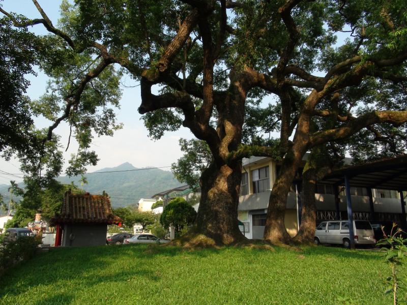 百年母子老樟樹與土地公-封面照