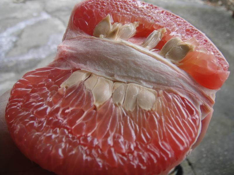 紅柚
