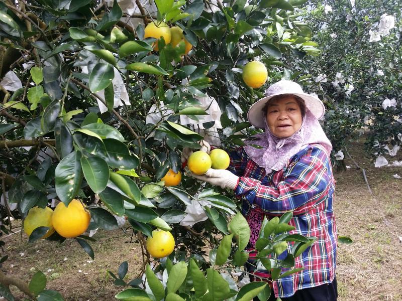 80歲肚臍橙奶奶  肚臍橙柑合影