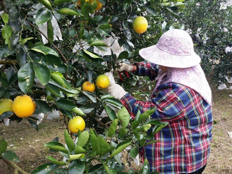 80歲肚臍橙奶奶  套袋