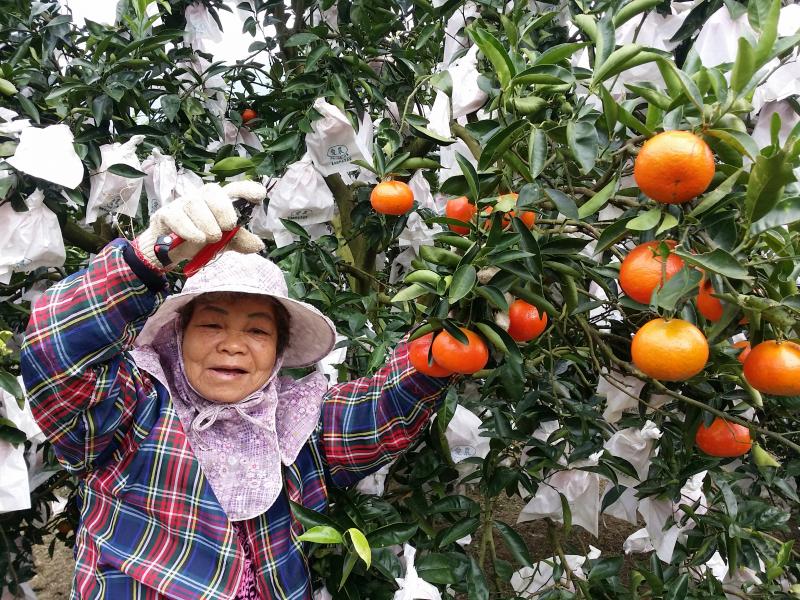 80歲肚臍橙奶奶   美人柑合影