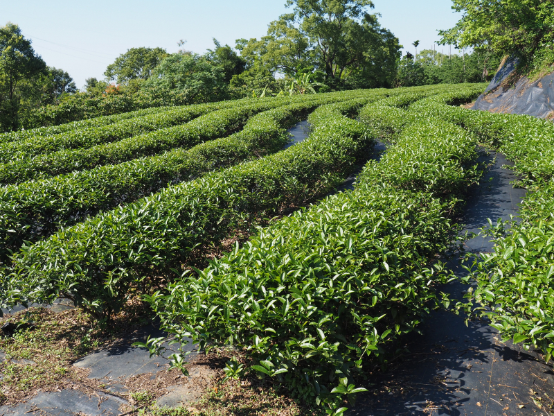 《秋美人》茶園