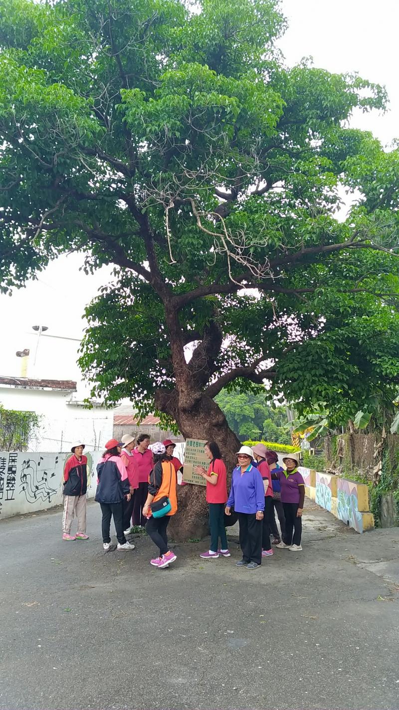 這棵茄苳老樹活超過百年 需要大家一起來疼惜維護