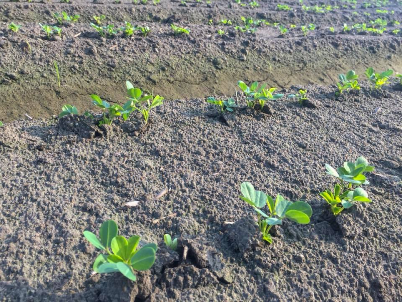 田裡的種植，細心呵護的照顧。