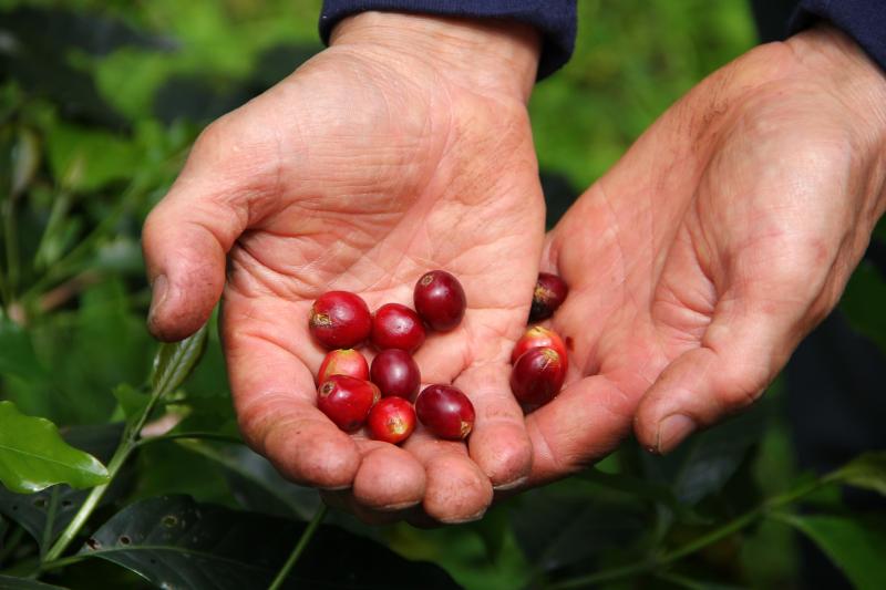 弘欣咖啡豆採收。