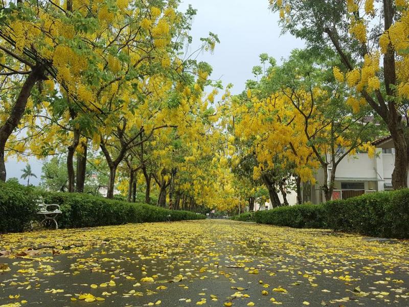 屏東榮譽國民之家-季節限定 阿勃勒黃金雨-封面照