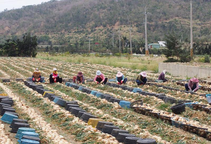 農忙時節，田裡滿是埋頭苦幹的「蔥頭工」。