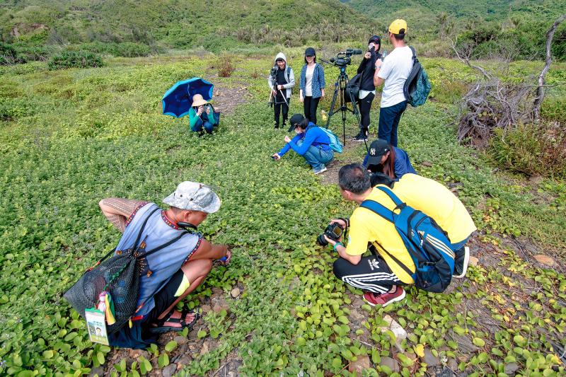 拍攝阿郎依草員的生長植物