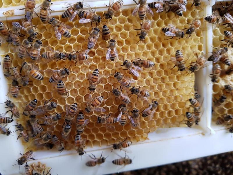 養蜂班精心照護的蜜蜂