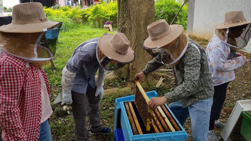 明德社區養蜂班班員開蜂箱