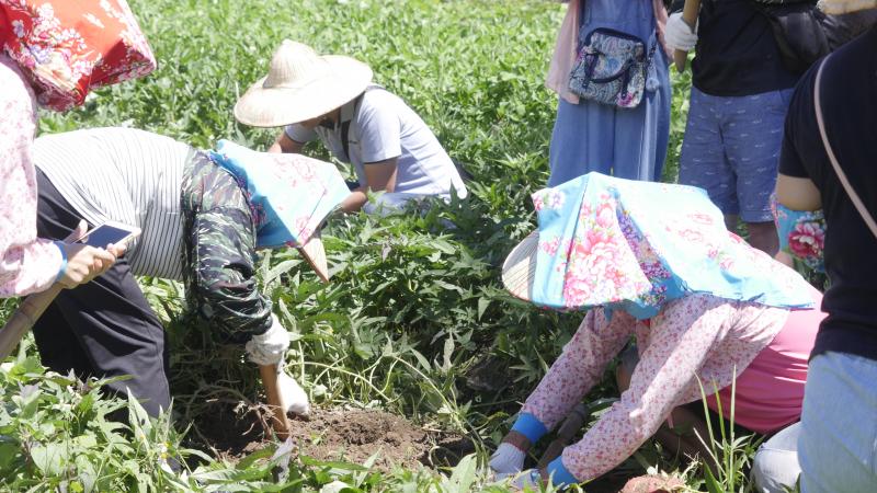 讓大小朋友體驗採茶、花生、地瓜等作物，趣味十足也兼具教學意義！