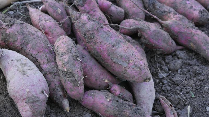 親近土地，了解在地