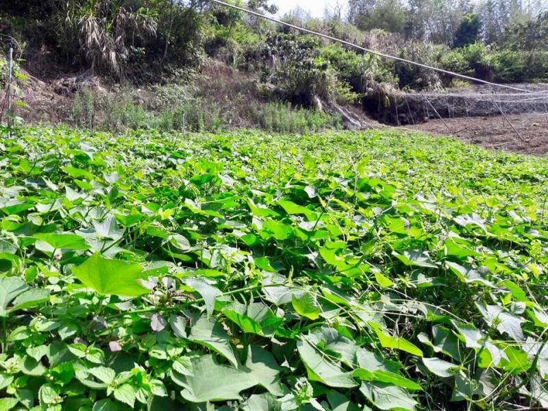 茶科12號菜舖子-清脆有機龍鬚菜