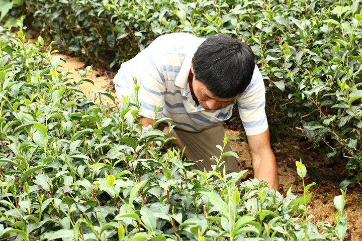 茶園老闆蹲在茶樹旁細心照料茶樹，以維持茶葉良好的品質。