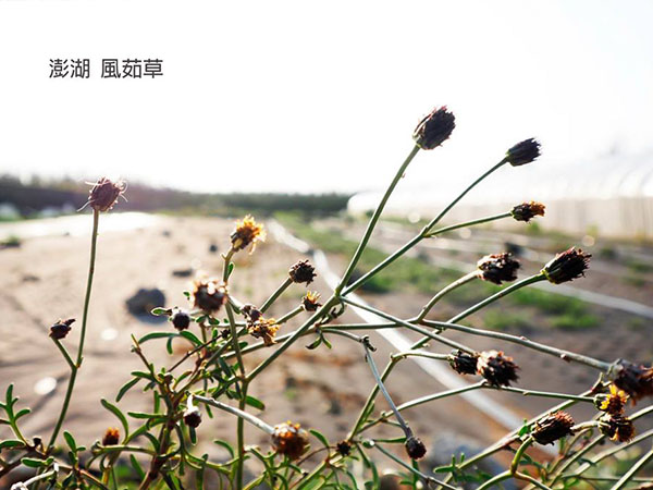 風茹草