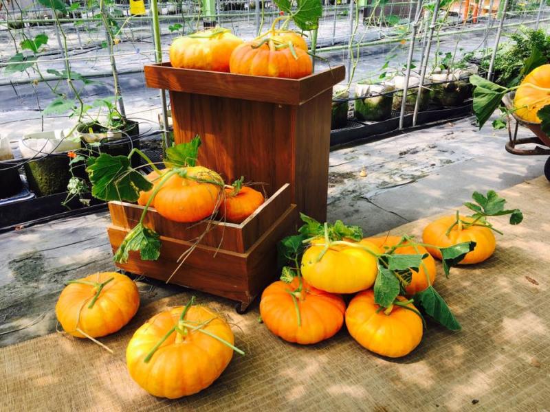 成堆的南瓜裝在箱子中，在陽光的照映下呈金黃色。