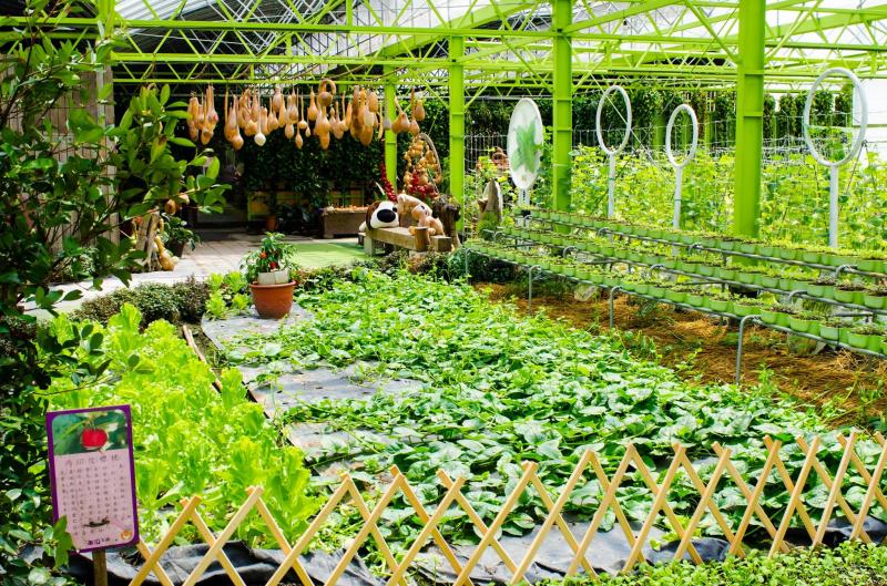 柵欄圍繞整個南瓜園，在南瓜採收後只剩匍匐於地面的莖與葉。