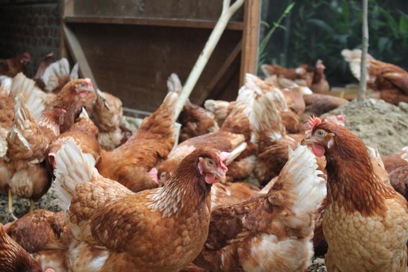 生產麒雞蛋的低密度放養雞隻