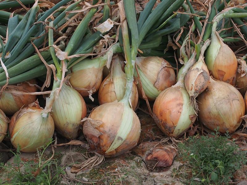 生產履歷記錄，資訊化世代，從栽種到行銷，皆需時代交替