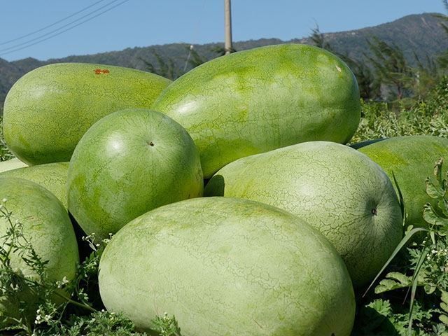 可口又甜的西瓜是冬天才有的產品。