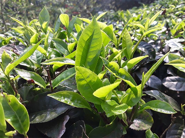 湧泉茶業-我的凹下茶園