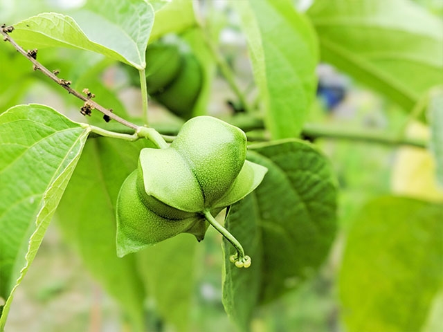 結在樹上的印加果看起來真漂亮
