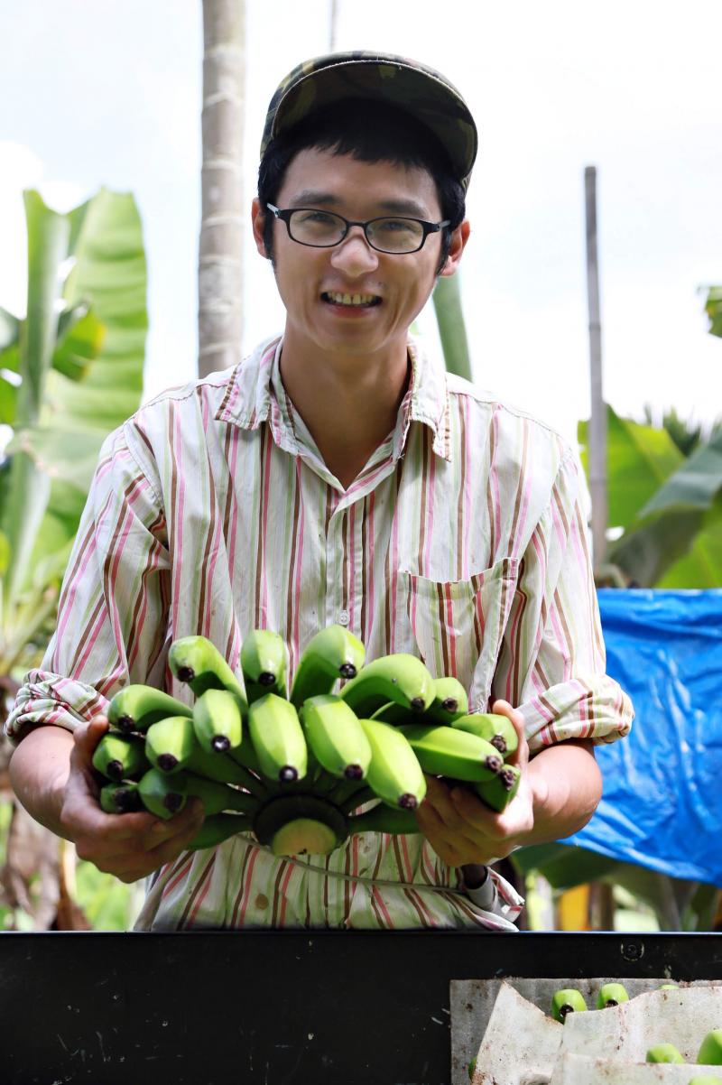 在農地裡採收的新鮮香蕉照片
