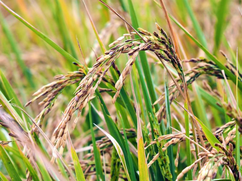吳大哥的黑米稻田