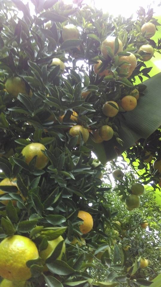 松柏果園橘子樹照片