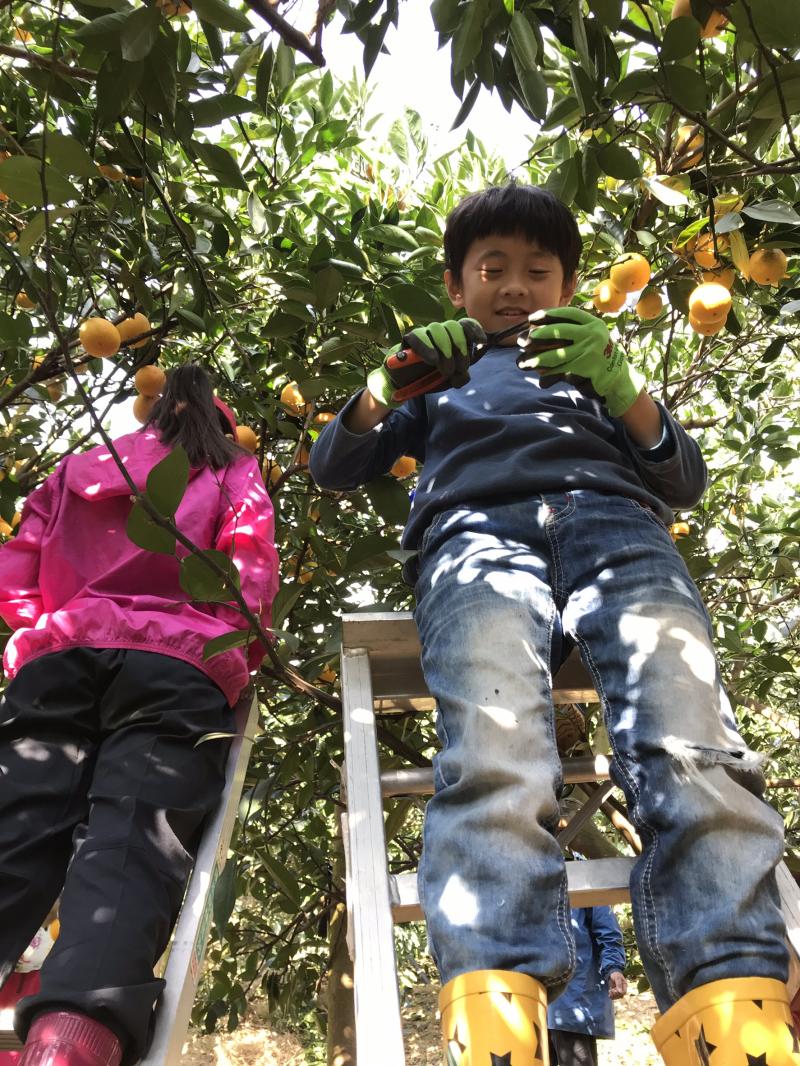 【龍安DOC】中寮鄉種植多樣性柑橘類的淵伯果園-封面照
